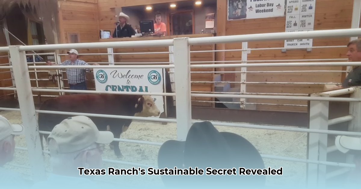 caldwell-livestock-auction-texas